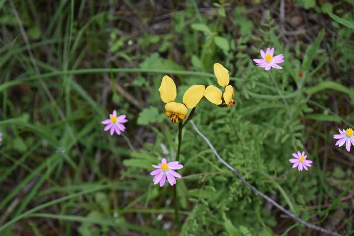 Diuris - Orchid-donkey-Caron-Dam-Sep-2018p0003.JPG